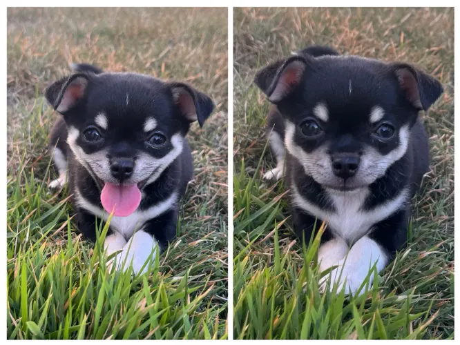 Chihuahua Fêmea