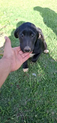 Filhote de cachorro 