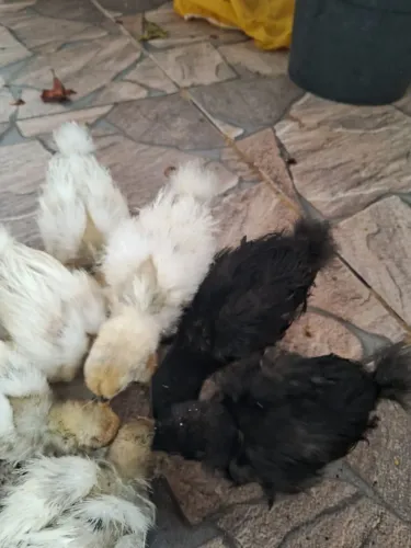 Pintinhos  sedosa do japao 