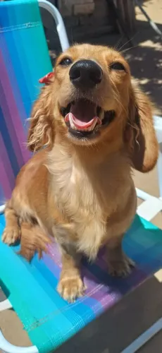 FILHOTES DACHSHUND PÊLO LONGO