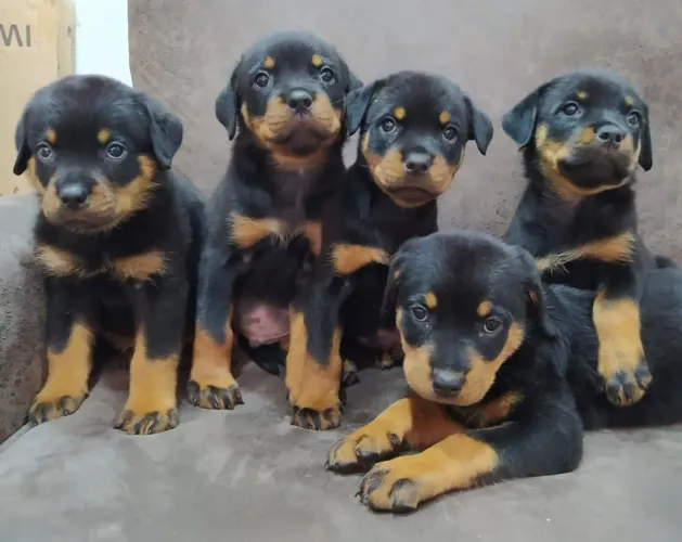Filhote de Rottweiler com excelente genética.