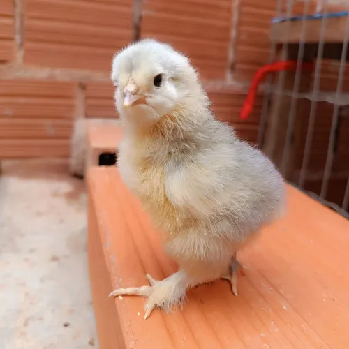 Pintinho Brahma Raça Pura?