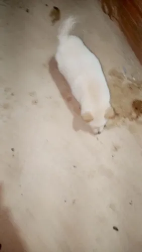 Akita filhote