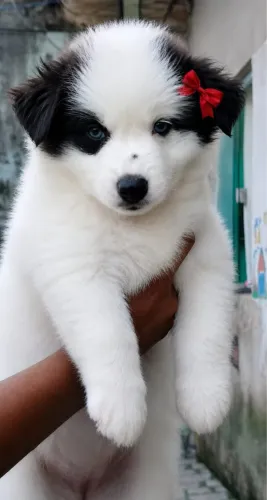 Husky siberiano
