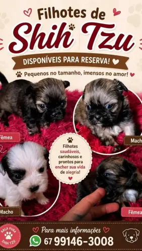 Filhotes de Shitzu