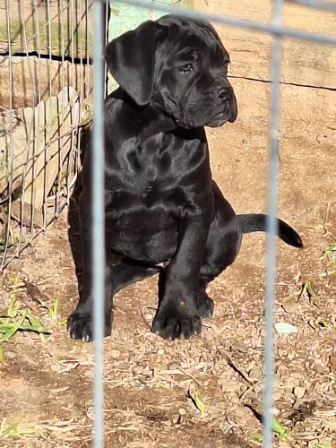 Cane corso! linda Fêmea 