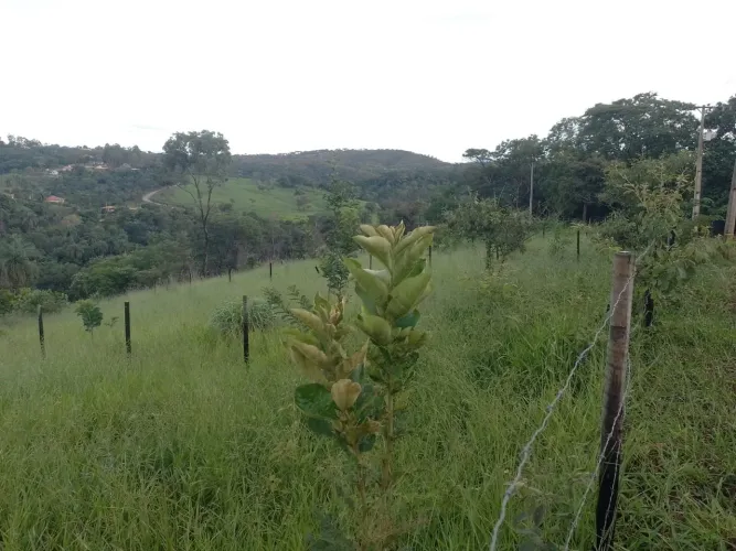 Chácara Canto Siriema