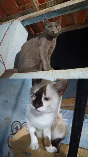 Adoção responsável