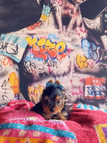 Bebezinho encantador yorkshire terrier Mini