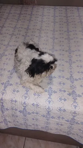 Shitzu fêmea adulta