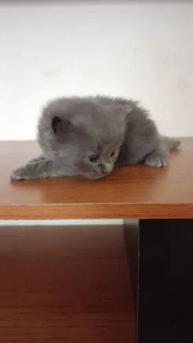 Gatos persa
