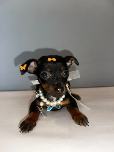 Pinscher