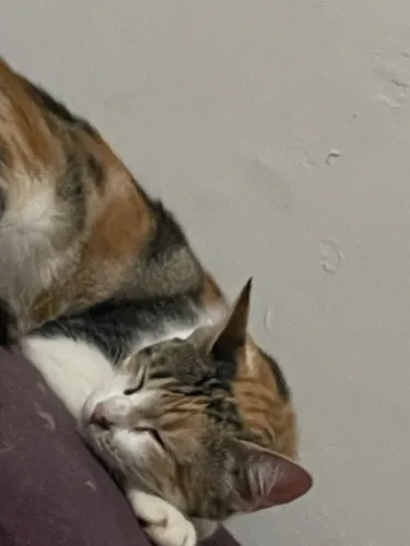 Gata castrada