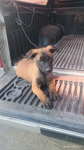 Filhote pastor belga malinois