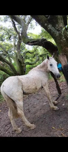 Cavalo tordilho