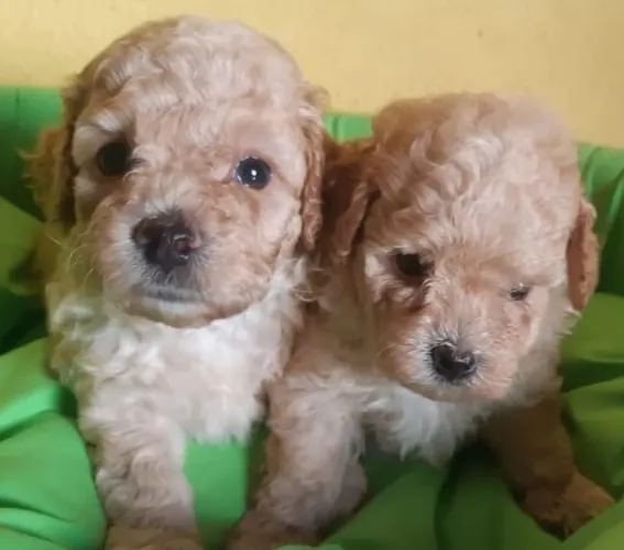 Poodle micro toy.