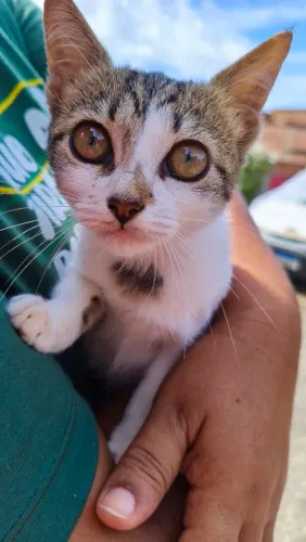 Filhote de gatinha para doação