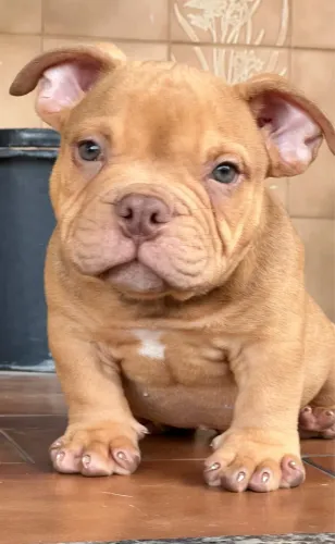 Americam Bully  Micro 