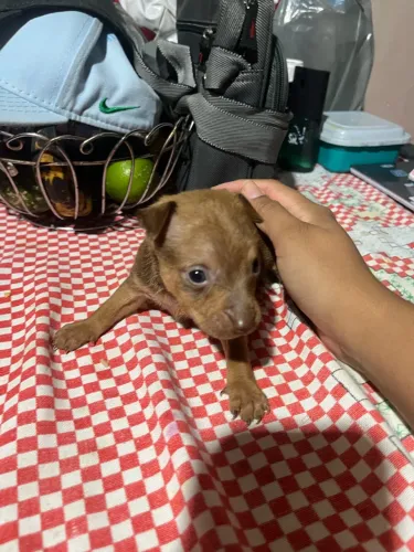 Pinscher marrom