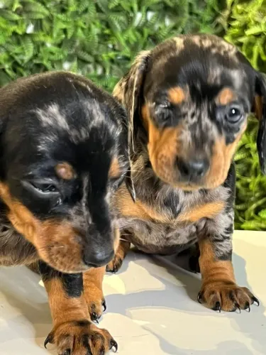 Dachshund lindo bem pequeno
