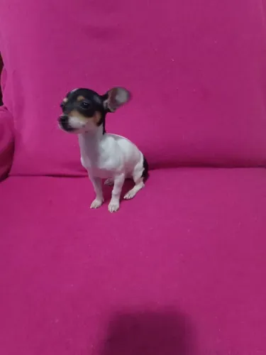 Pinscher zero fêmea com 90 dias 2 vasina pai e mãe zero