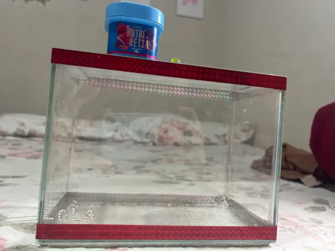 Aquário de Betta + Ração Nutribetta
