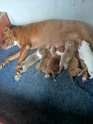 FILHOTES DE AMERICAN PIT BULL TERRIER