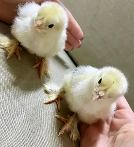 Vendo pintinhos de Brahma Light e Brahma Perdiz