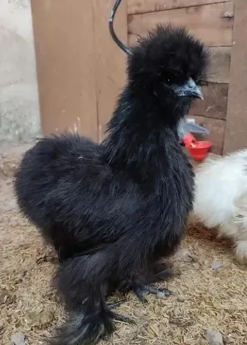 Ovos férteis e pintinhos de sedosa do Japão