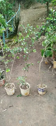 Mudas de acerola