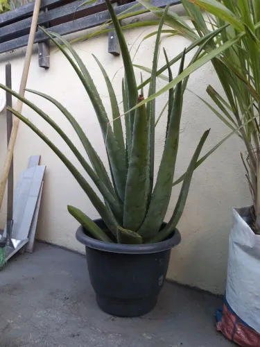 Aloe Vera grande em vaso z leste a retirar babosa medicinal 
