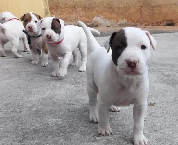 Pitbull top padrão da raça- Fêmea linda e saudável com pedigree- Somos loja física e canil