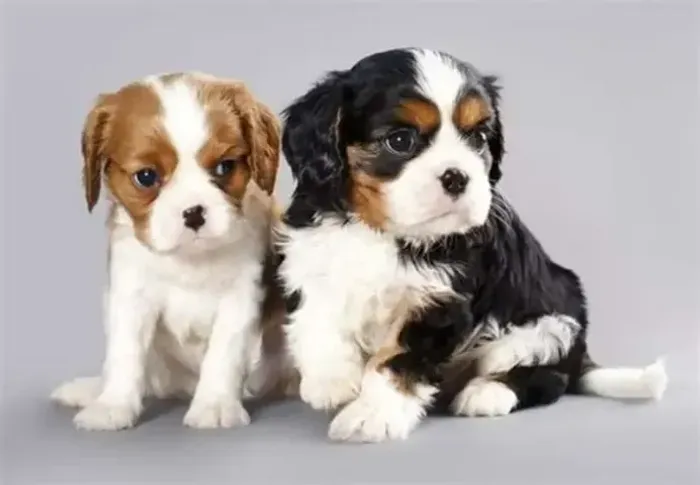 2 Cavalier King Charles Spaniel