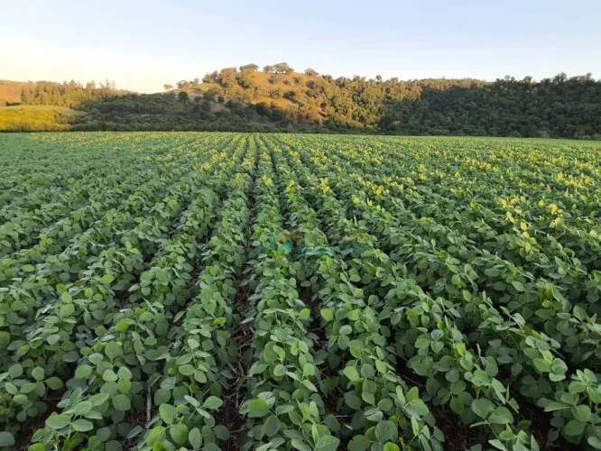 Fazenda à venda, 1318900 m² por R$ 14.000.000,00 - Centro - Roncador/PR