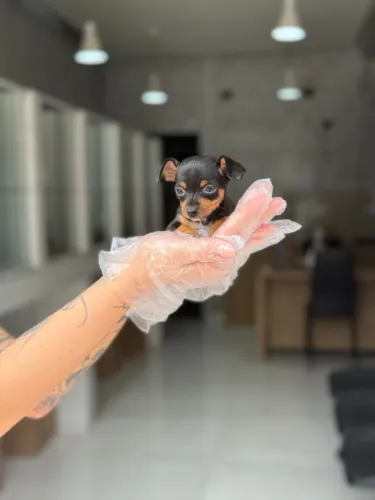 Pinscher Miniatura Femea O Filhote dos Seus Sonhos: Pedigree + Vacinação + Garantia!