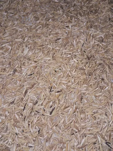 Cascas de arroz natural