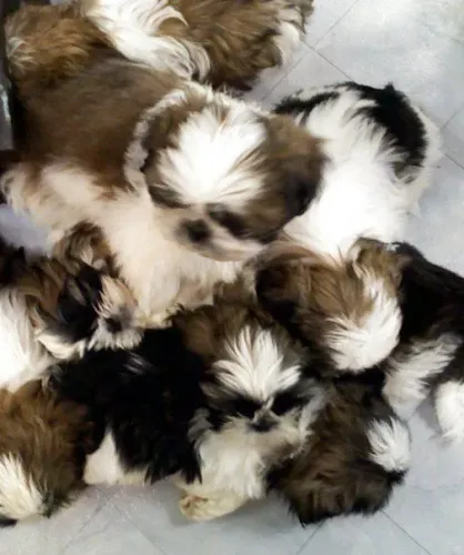 Filhotes Shih Tzu juntos e misturados para se aquecer 