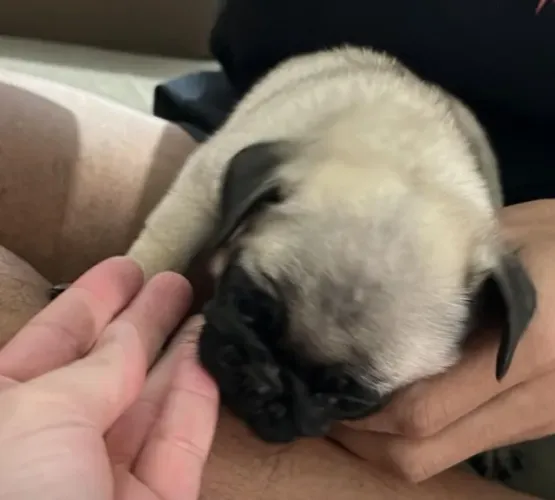 Pug - Carinhosos, engraçados e companheiros