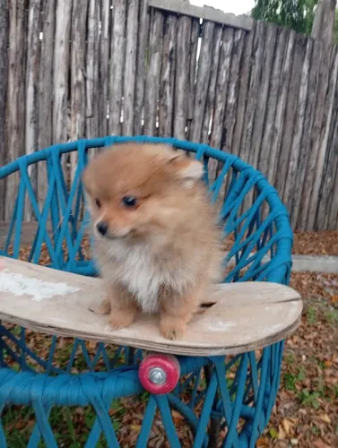 Vendo uma lulu da Pomerânia tamanho mini tem 2 meses linda carinhosa