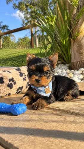 Super lindinho! Yorkshire macho micro pra você