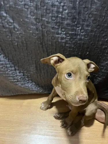 Vendo cachorro filhote pitbull