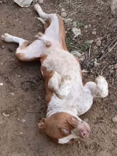 Filhote de pitbull macho