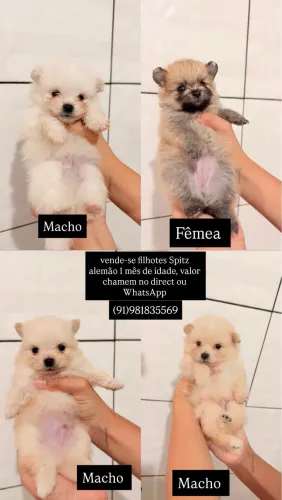 Vende-se filhotes Spitz alemão