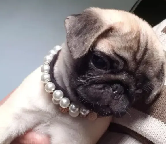 Pug O pet ideal para lares cheios de energia