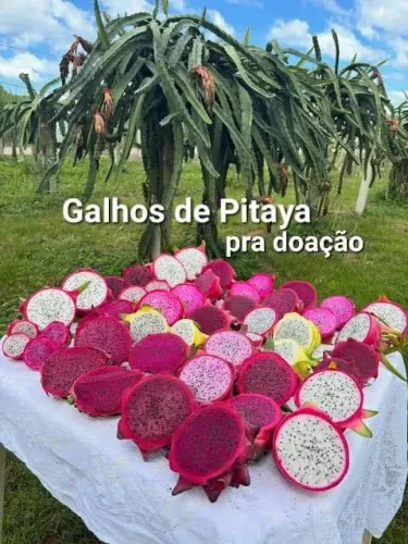 Doação de Galhos de Pitaya pra você plantar
