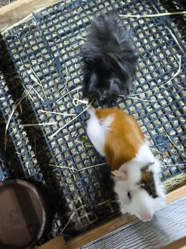 Porquinho da índia abissinio