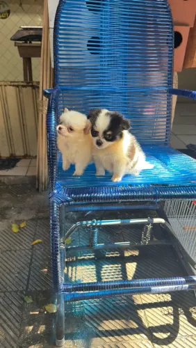 Filhotes de chihuahua lindos miniatura 