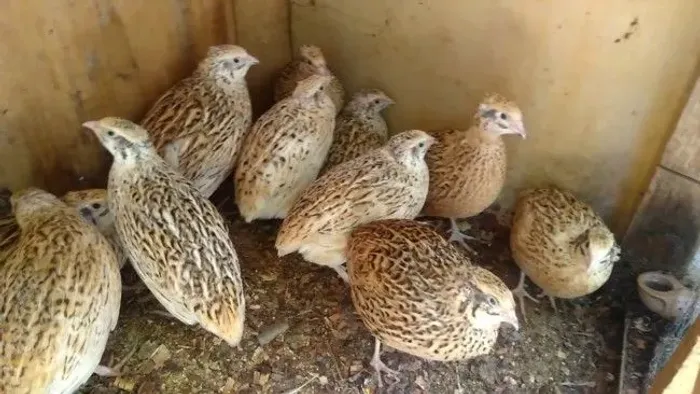 Filhotes de codorna gigante
