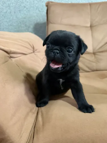 Vende filhotes de Pug