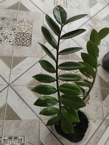 Planta Zamioculcas com 60 cm 2 hastes